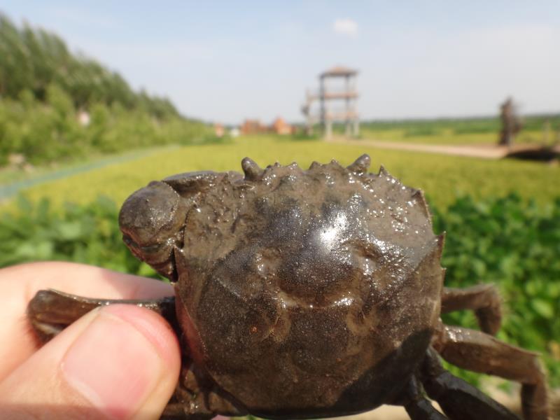 稻田養(yǎng)蟹基地實(shí)景