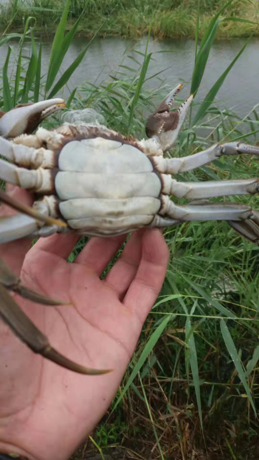 盤錦河蟹養(yǎng)殖基地批發(fā)價(jià)格表