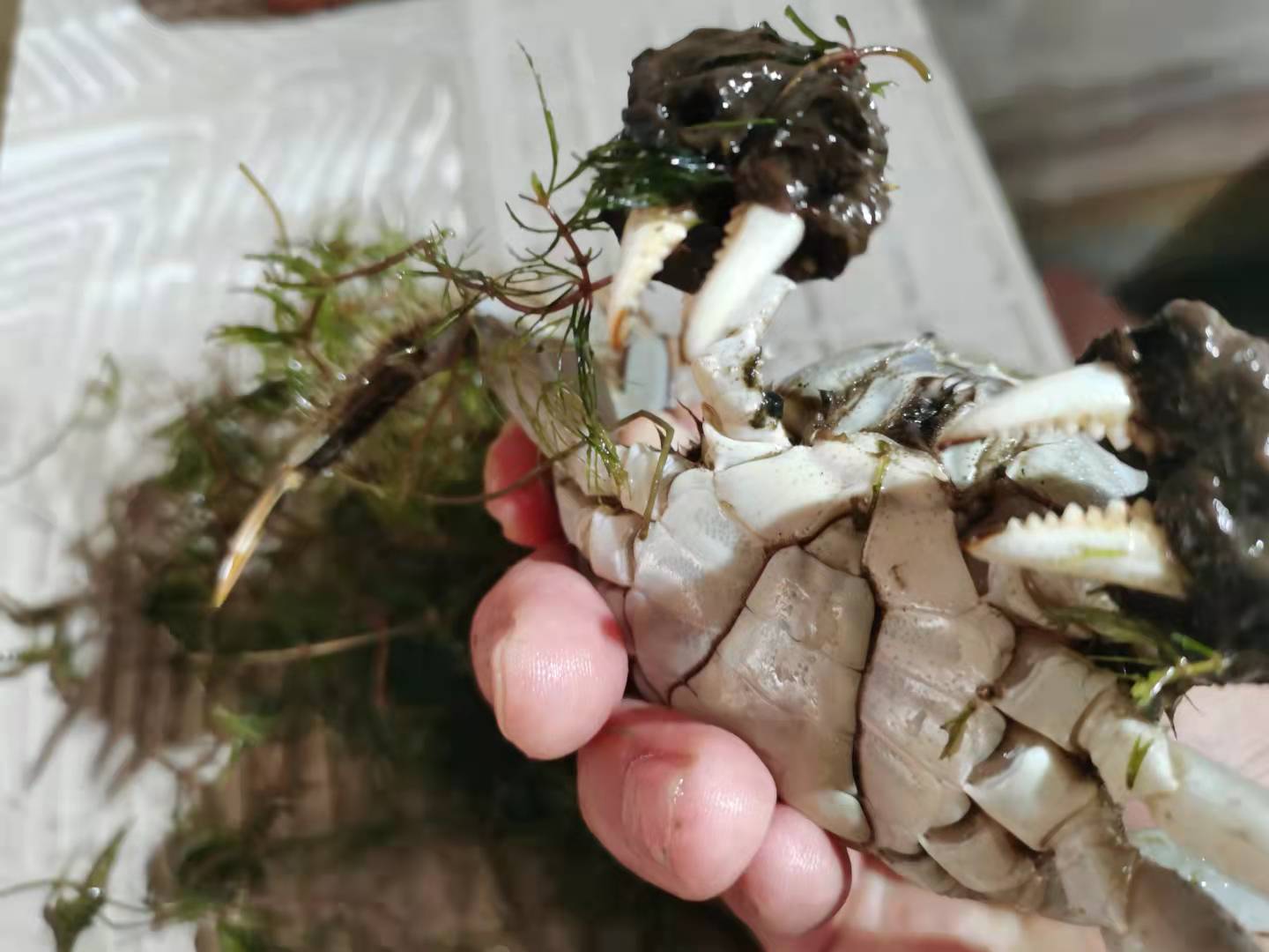 盤錦河蟹養(yǎng)殖基地批發(fā)價(jià)格表