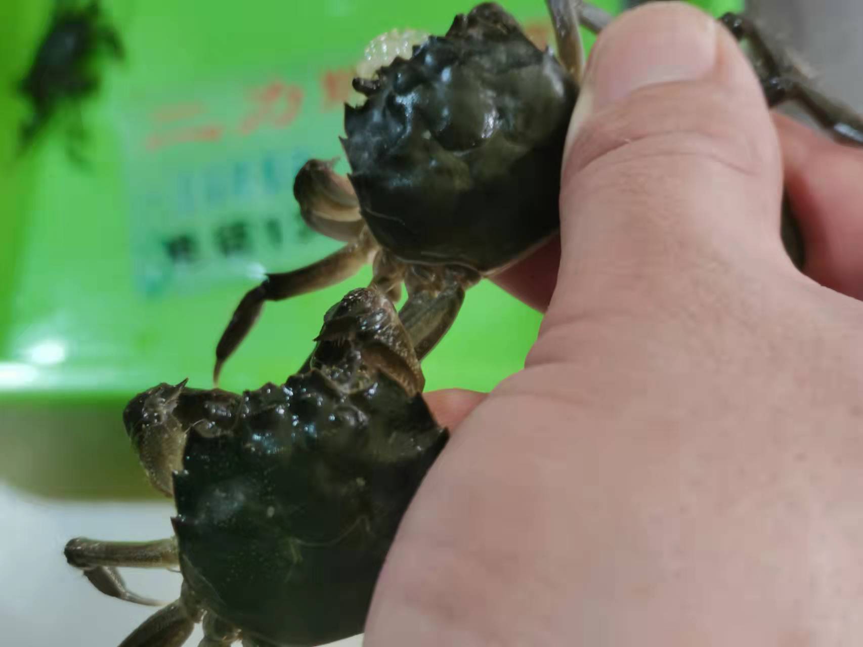 盤錦優(yōu)質(zhì)蟹苗價格