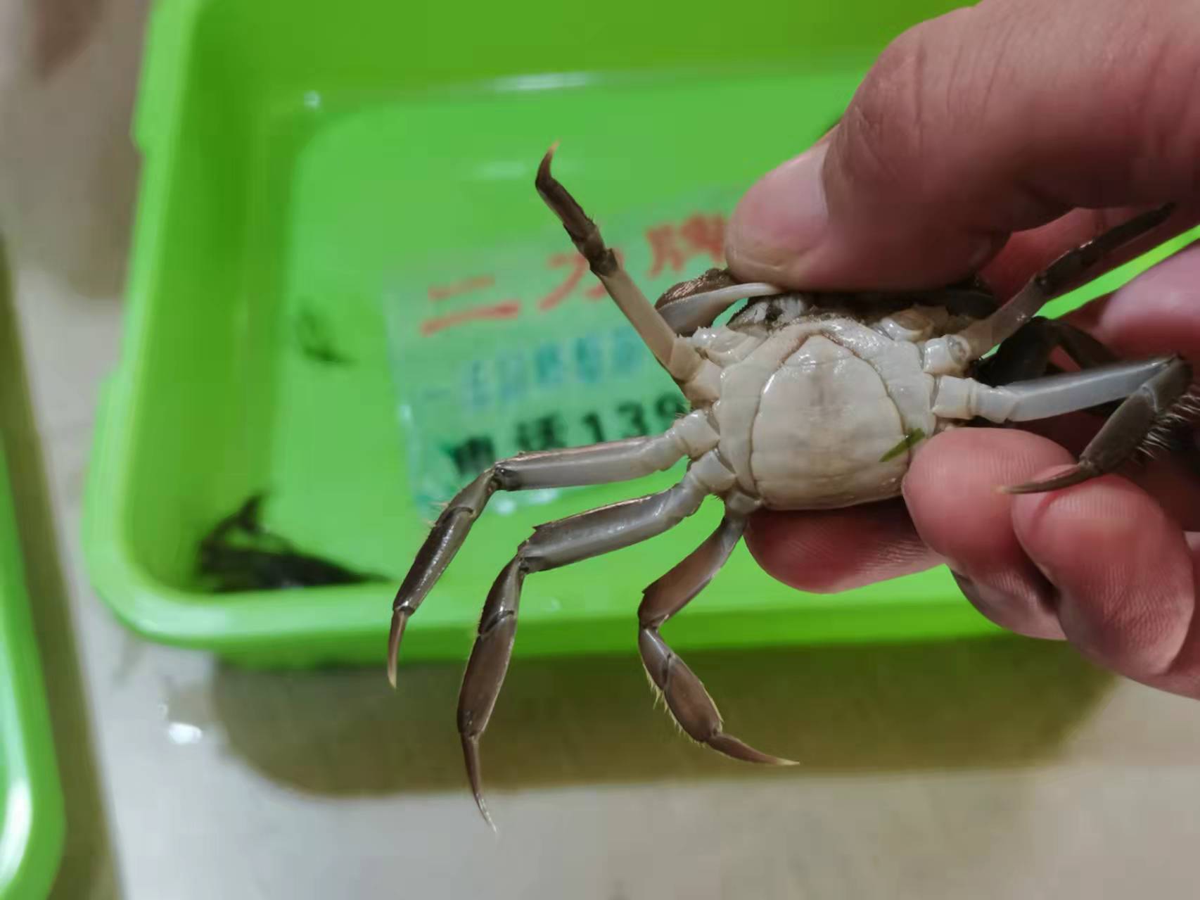 2022年盤(pán)錦蟹苗價(jià)格