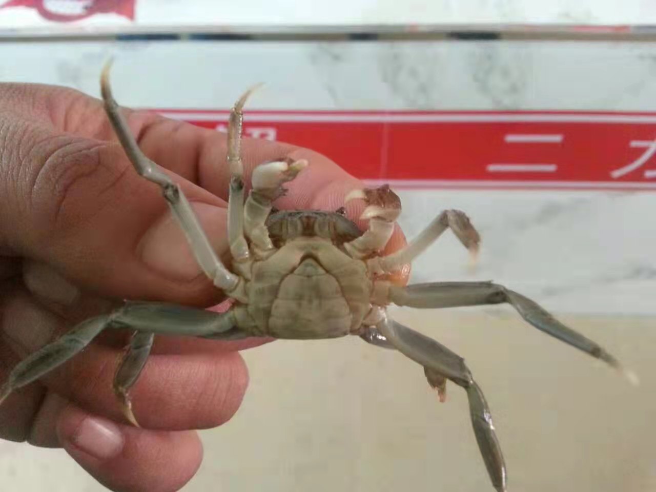 優(yōu)質(zhì)盤錦蟹苗長的啥樣