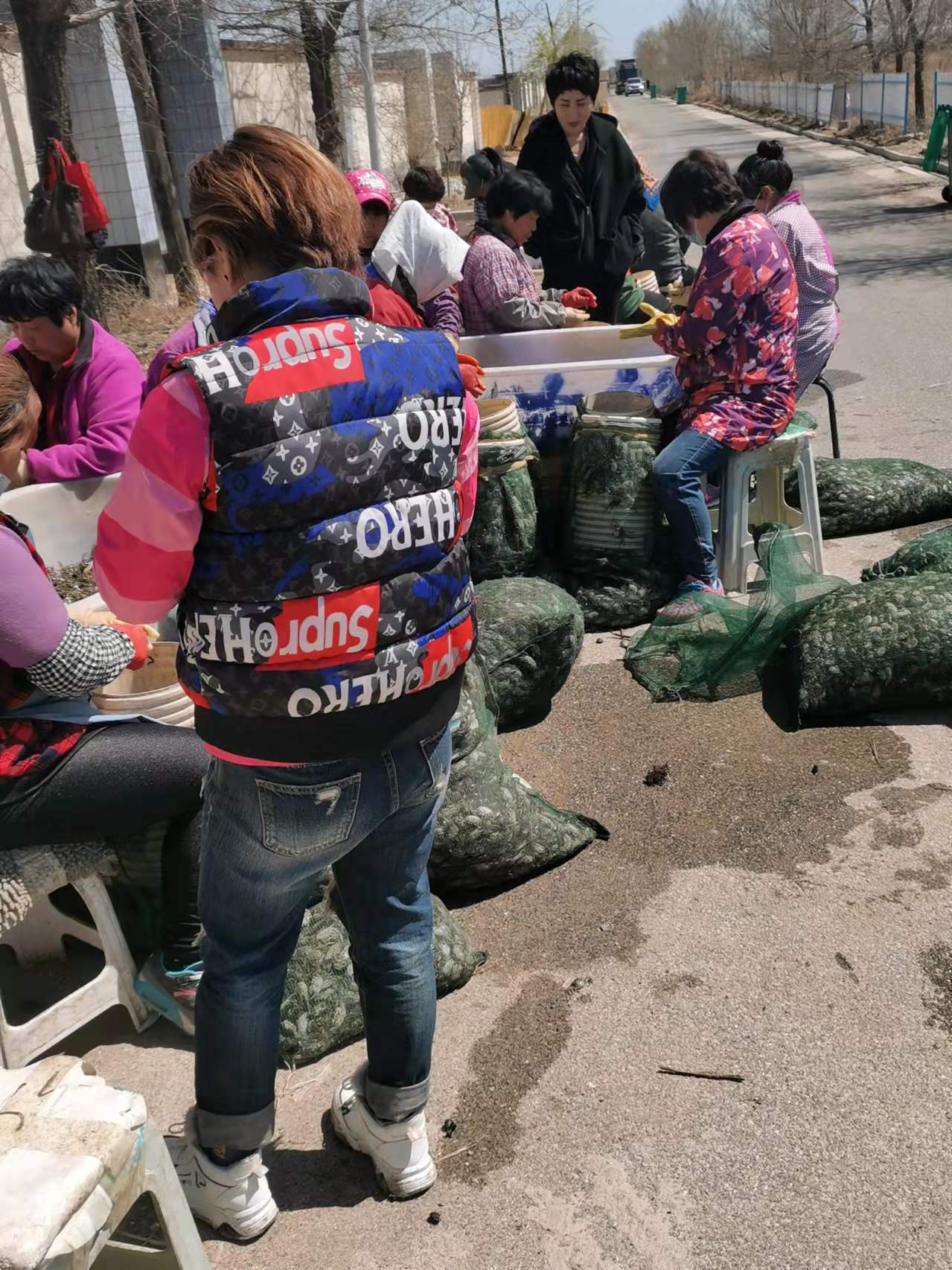 盤錦母蟹苗挑選中