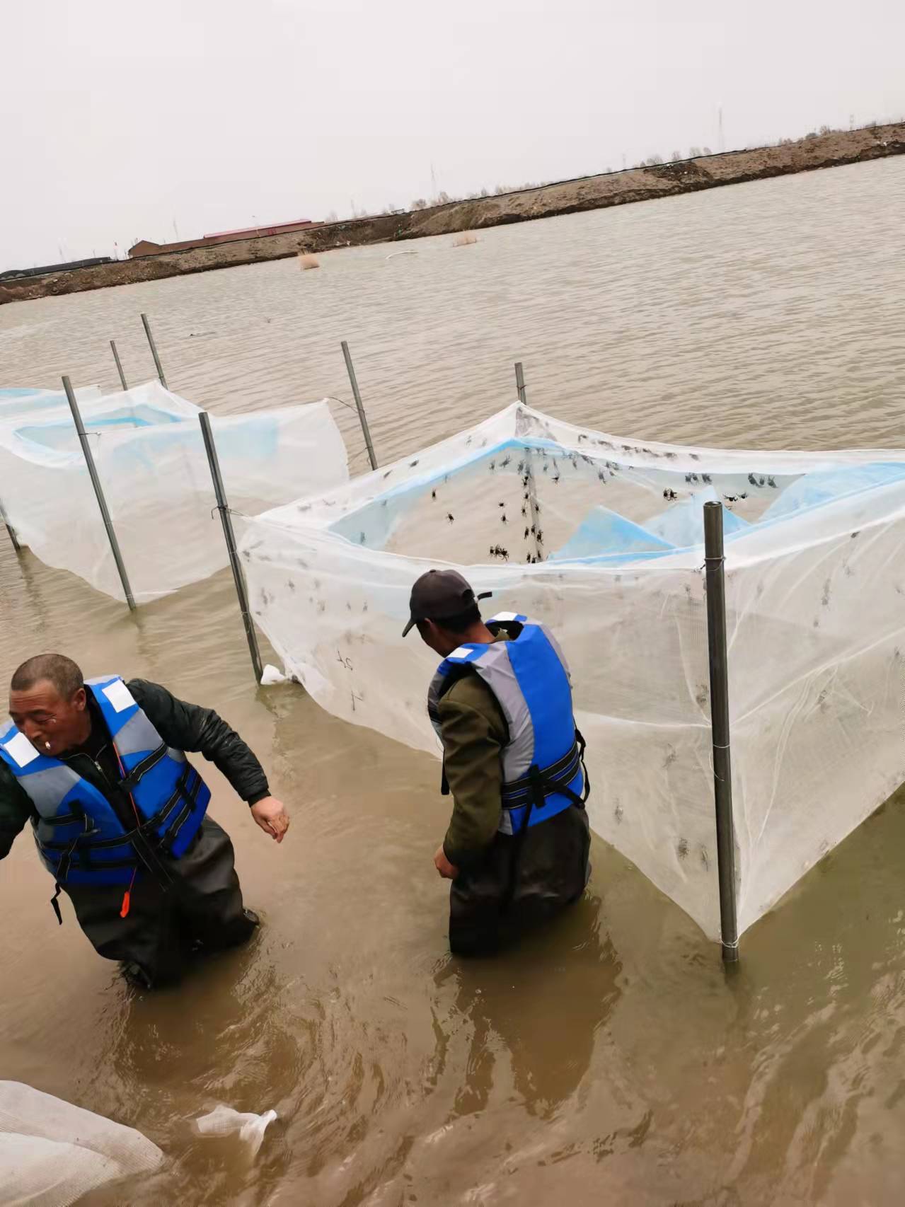 小型水庫養(yǎng)蟹一殼前蟹苗集中育肥暫養(yǎng)