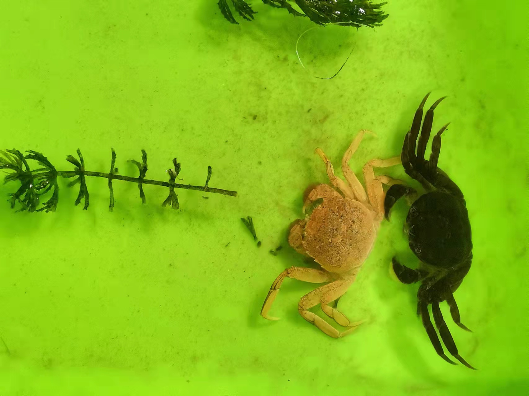 北方河蟹養(yǎng)殖,蟹苗第一次脫殼時間提前