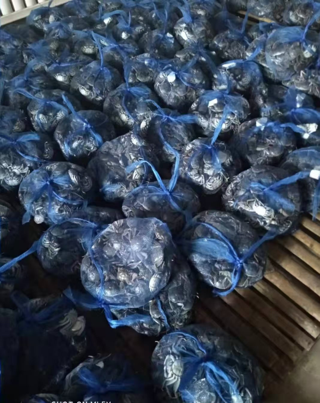 2024盤錦河蟹批發(fā)價(jià)格