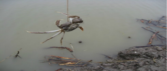 中秋國慶自駕游攻略:盤錦紅海灘+盤錦釣螃蟹,就來二力河蟹養(yǎng)殖基地