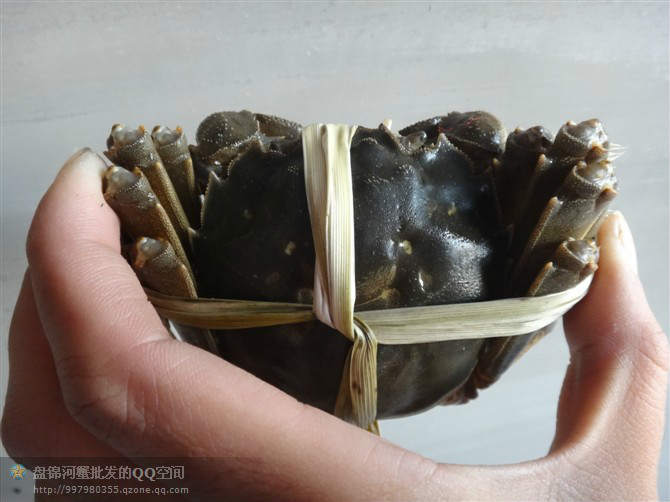 2015年優(yōu)質(zhì)盤錦河蟹標(biāo)準(zhǔn)圖片