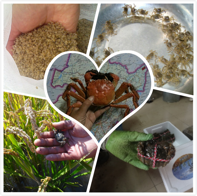 蟹苗三個(gè)不同階段大眼幼體、豆蟹、扣蟹