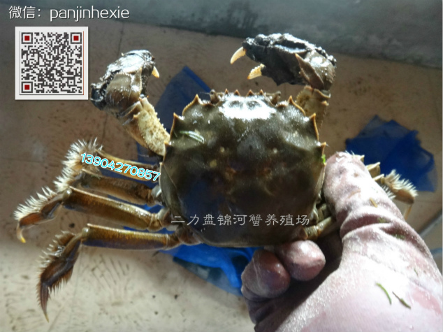 為盤錦河蟹創(chuàng)造有機生態(tài)環(huán)境--金魚藻