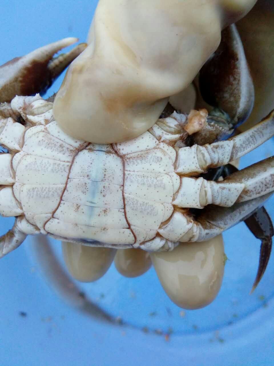 2017年盤錦二力有機蟹上市時間為8月20日