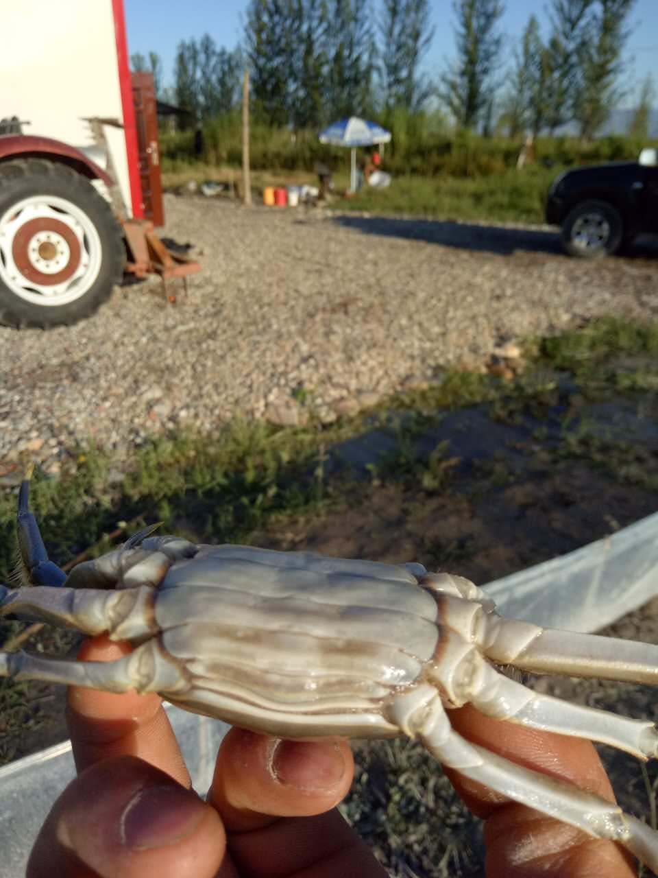 盤錦二力河蟹養(yǎng)殖基地月亮泡分場&mdash;&mdash;8月初二兩半母蟹