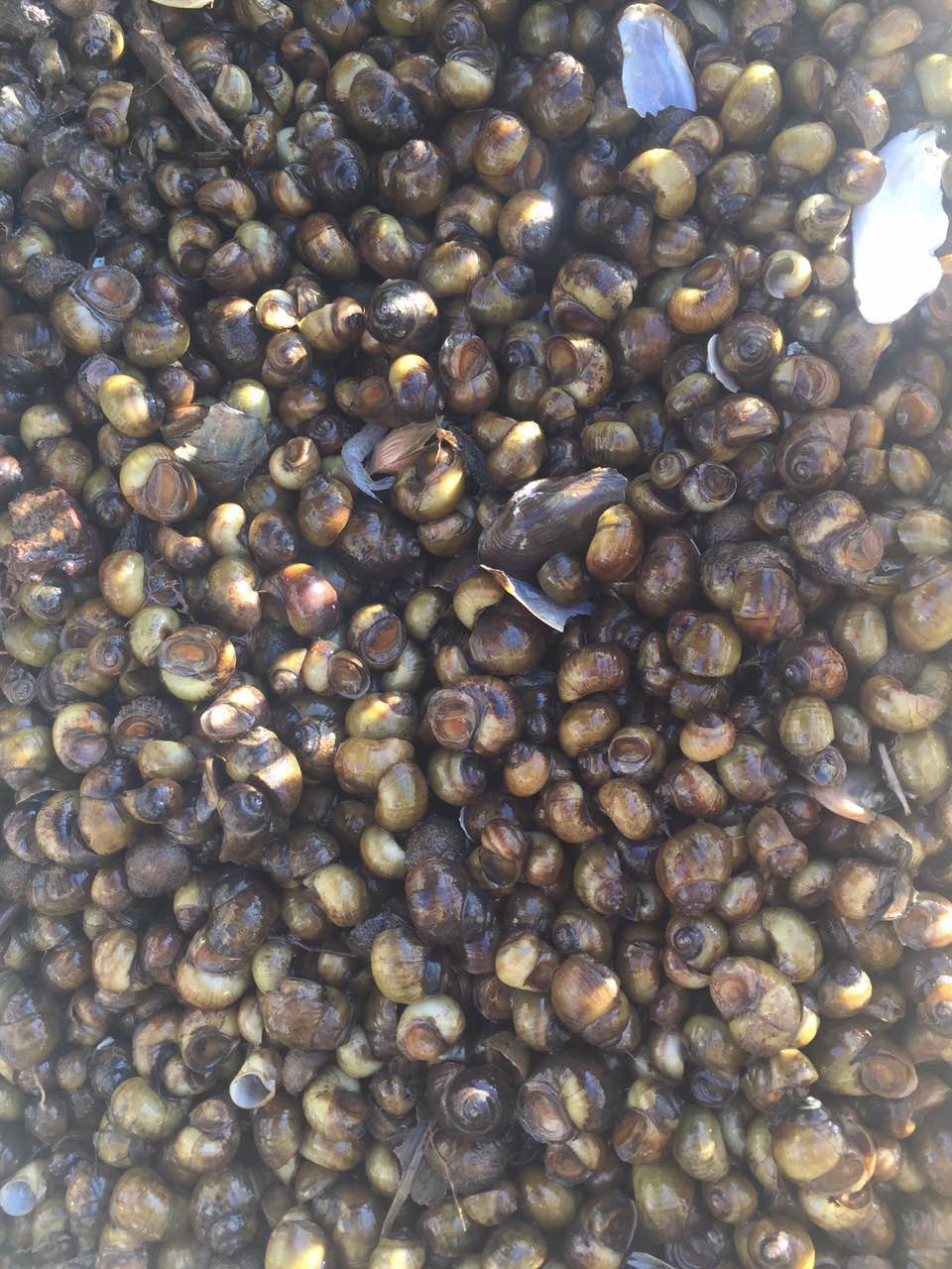 二力河蟹養(yǎng)殖基地有機蟹的最佳餌料田螺與河蚌圖片