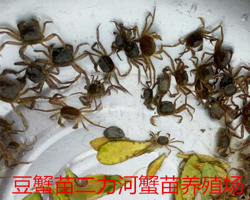 豆蟹苗圖片與價(jià)格
