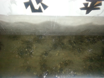 暫養(yǎng)蟹池內(nèi)鮮活的螃蟹