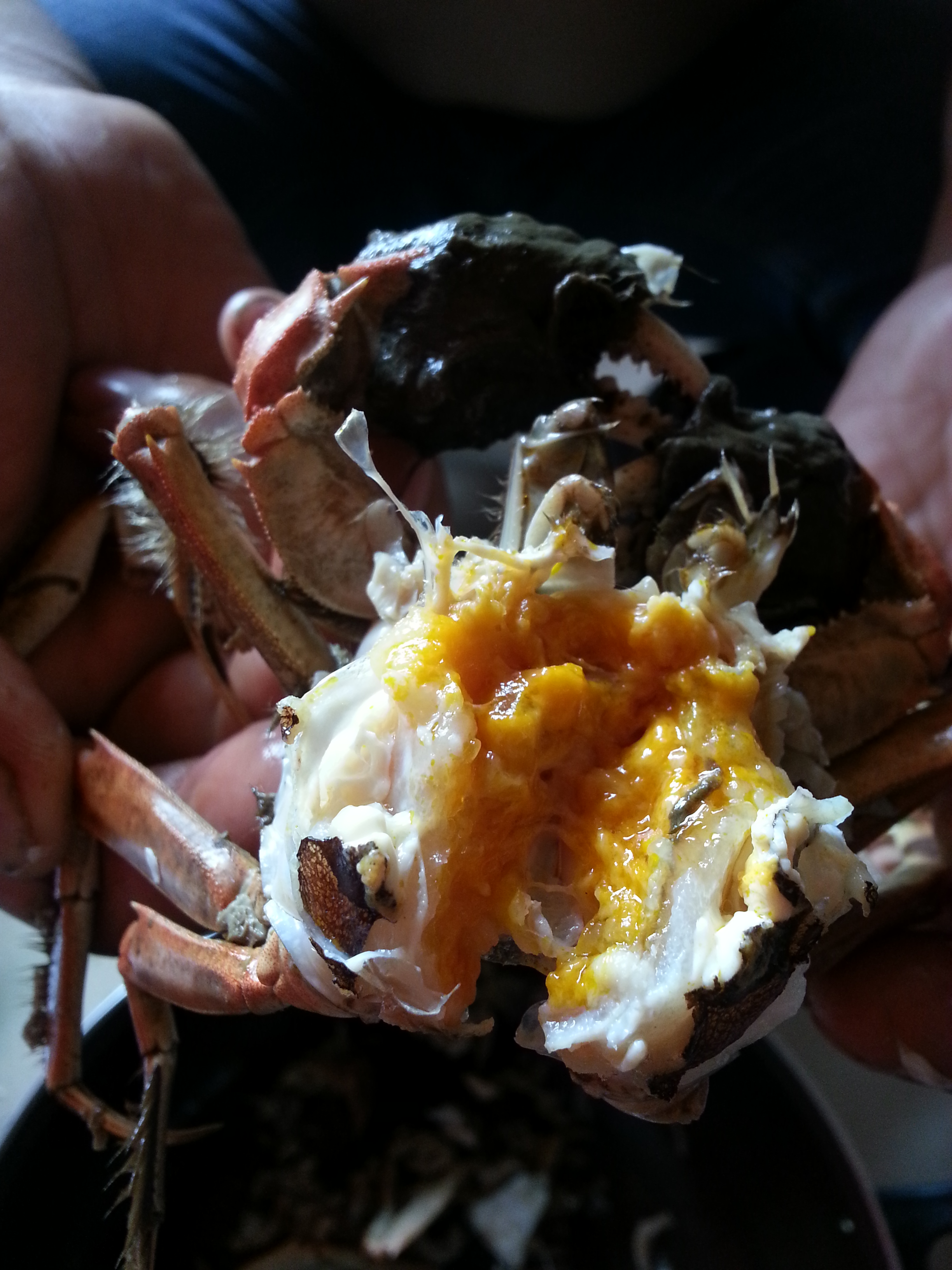 盤錦河蟹黑色、短小的中腸