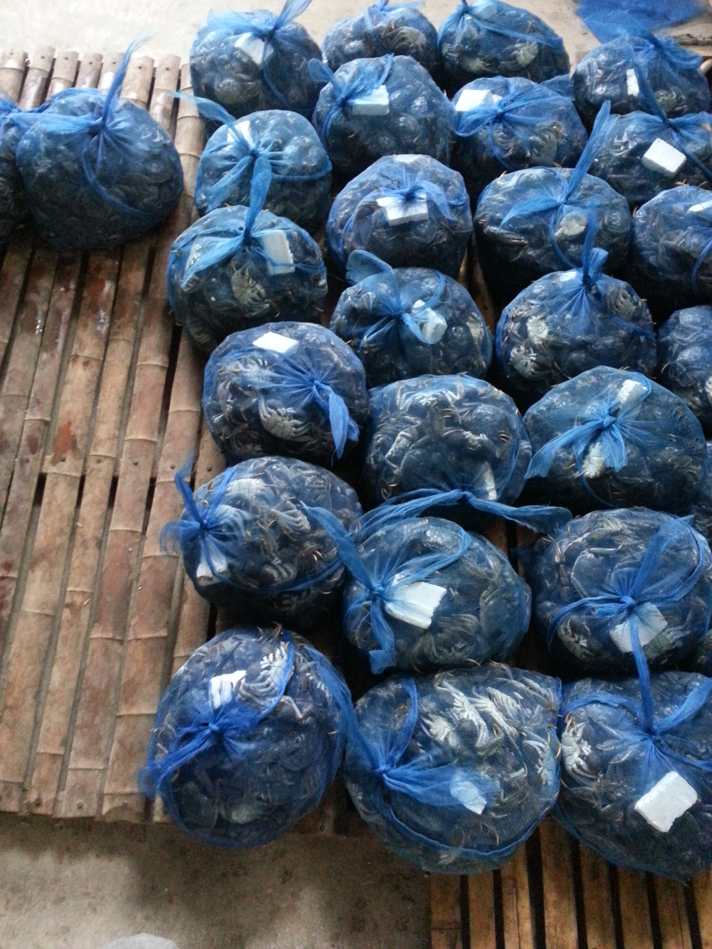 裝好沙袋的盤錦河蟹