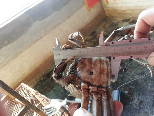 黑龍江五常養(yǎng)螃蟹水庫產(chǎn)4兩母蟹