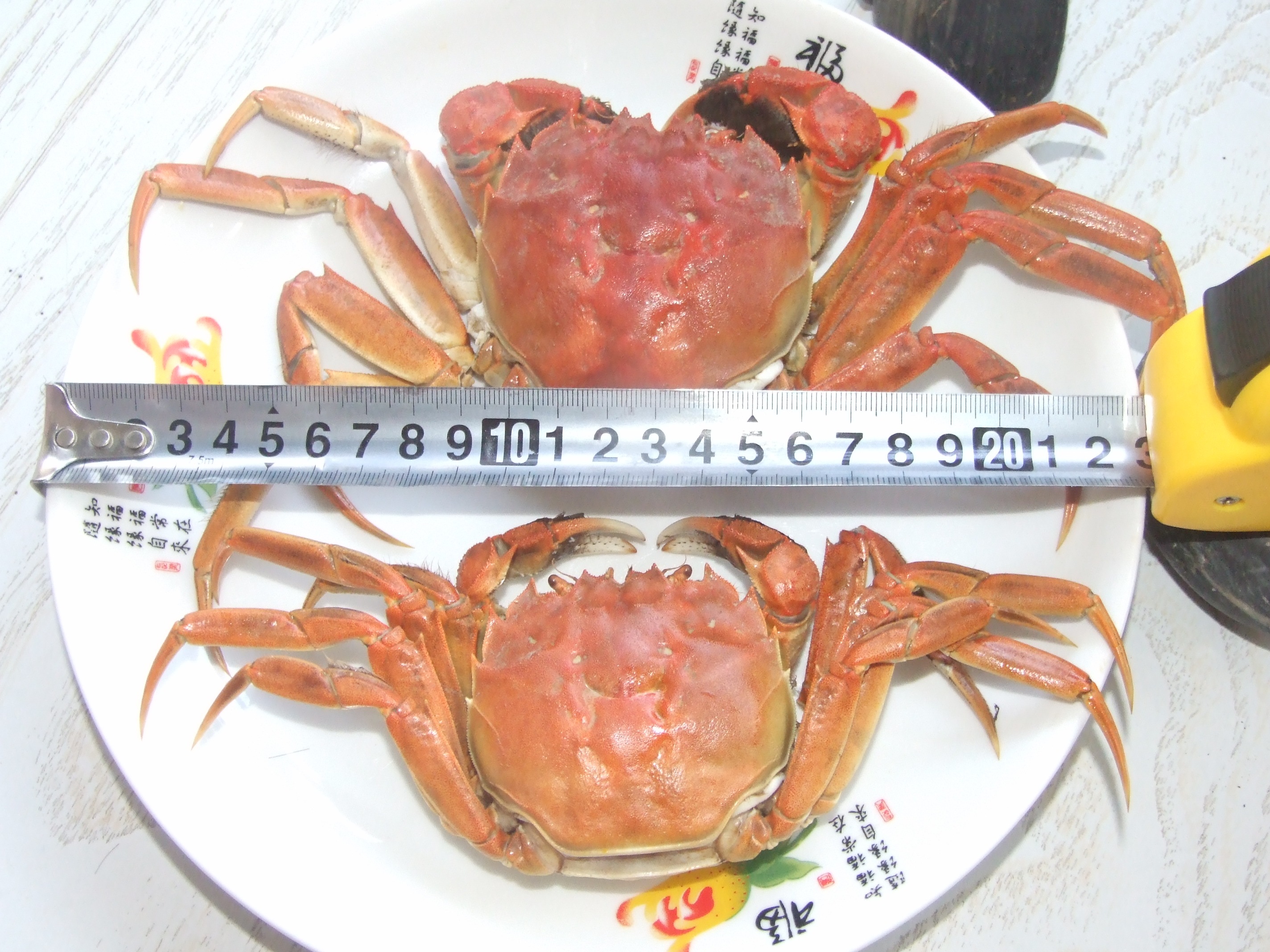 盤錦野生河蟹圖片-三公二母