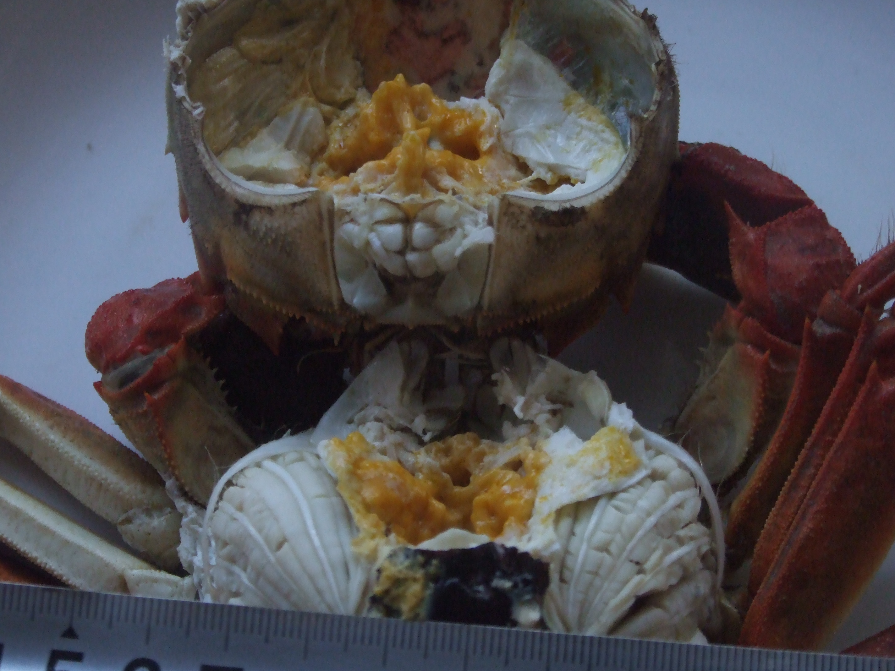 二力河蟹，肥的流油，滿(mǎn)斗黃金！