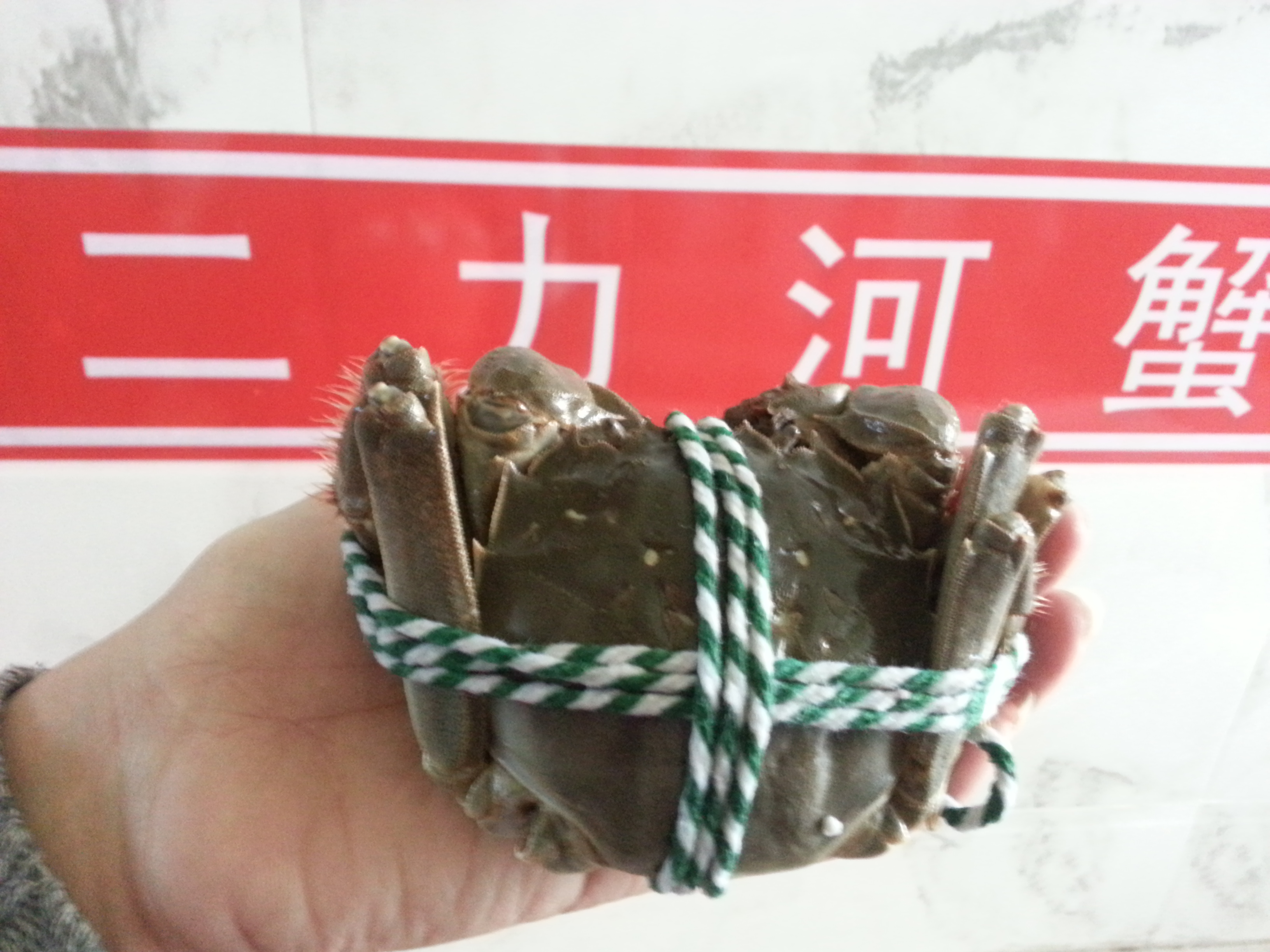 沉穩(wěn)厚重盤錦河蟹