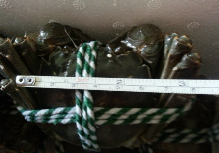 性成熟的盤錦河蟹