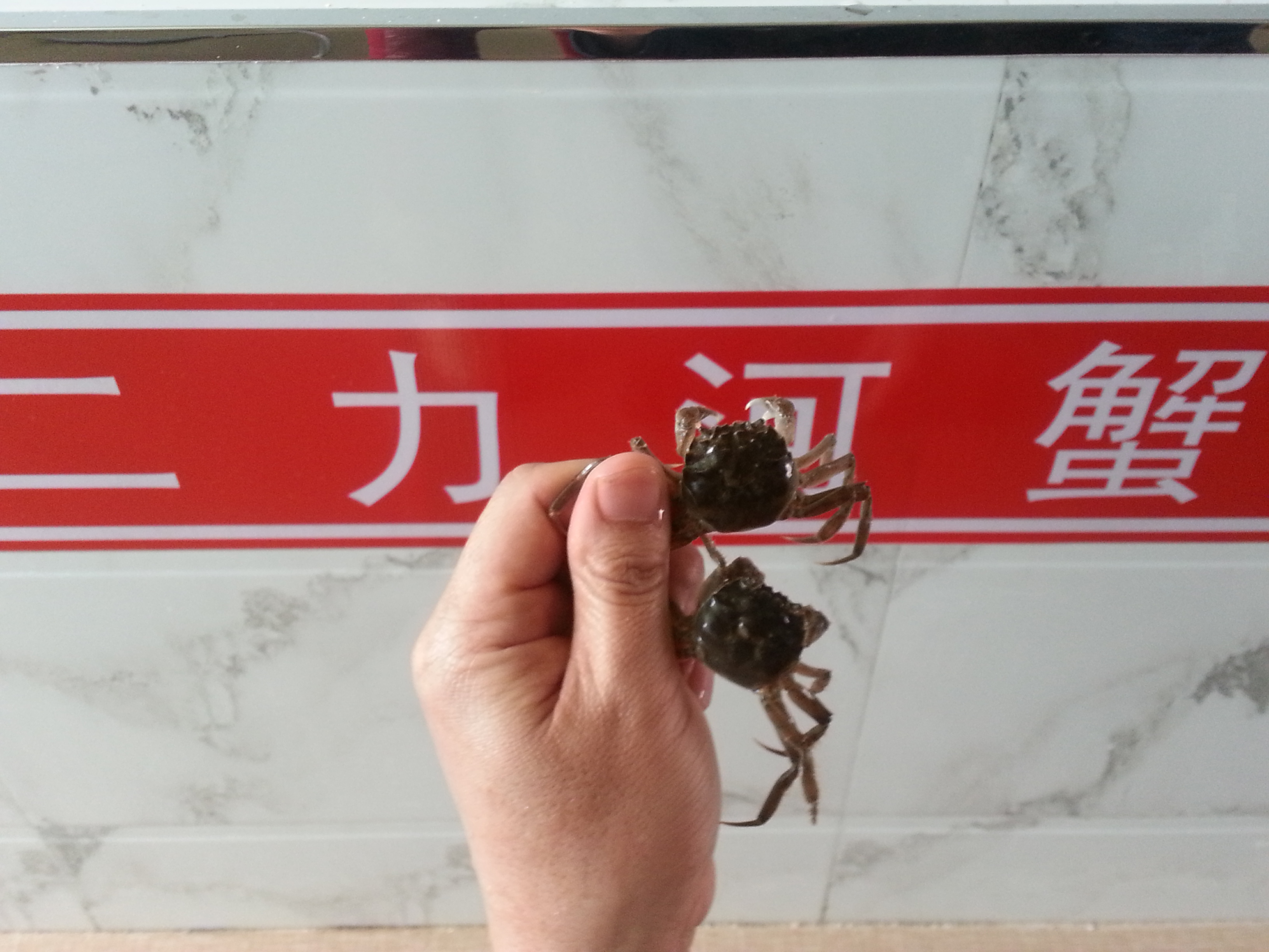 北方養(yǎng)螃蟹采用什么品種蟹苗好？中華絨螯蟹遼河水系二力牌蟹苗。