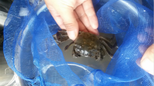 盤錦稻田河蟹批發(fā)價格：16元一斤