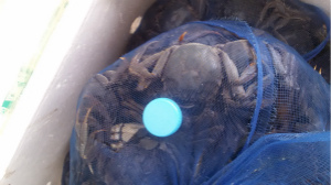 一兩重盤錦稻田蟹圖片