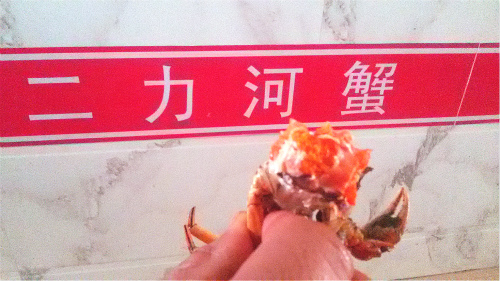 2016盤錦河蟹二兩母蟹圖片