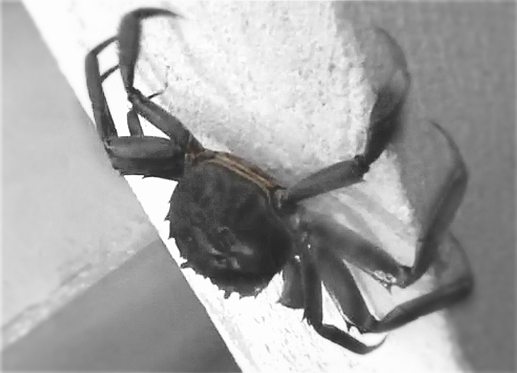 養(yǎng)殖河蟹螃蟹逃跑視頻---二力河蟹養(yǎng)殖技術(shù)之做好防逃的必要性