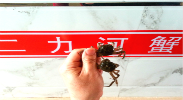 2016年二力牌蟹苗圖片