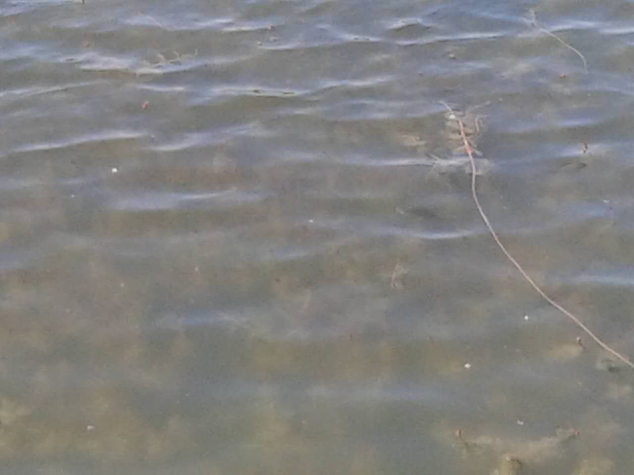 盤錦河蟹養(yǎng)殖條件