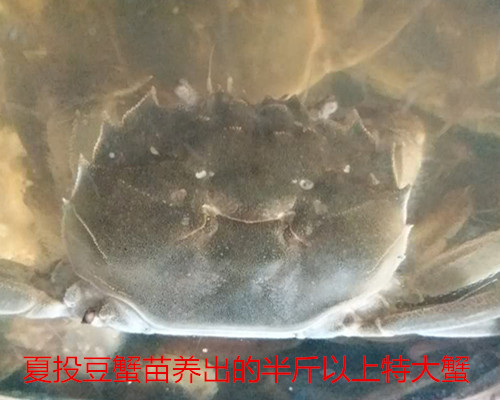 豆蟹苗圖片與價(jià)格