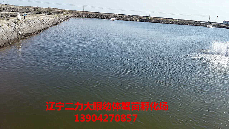 二力蟹苗孵化場(chǎng)大眼幼體孵化天然土池