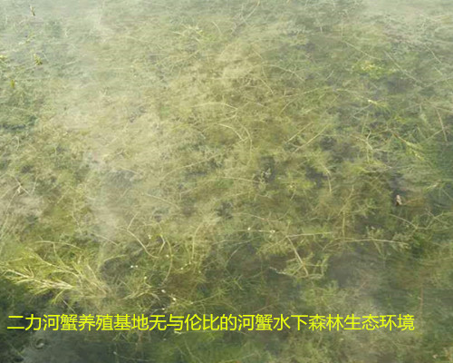 有機(jī)蟹生長生態(tài)環(huán)境~由金魚藻、菹草、伊樂藻、蘆葦?shù)人萁M成的水下凈化森林