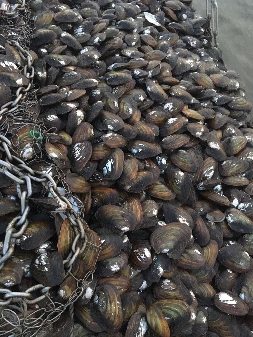 二力河蟹養(yǎng)殖基地有機蟹的最佳餌料田螺與河蚌圖片