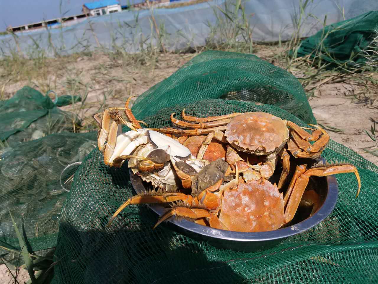 三個螃蟹一小盆