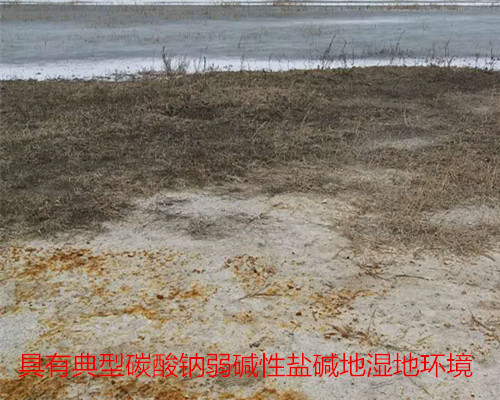 有機(jī)蟹養(yǎng)殖的環(huán)境選擇~碳酸鈉鹽堿地弱堿性水面