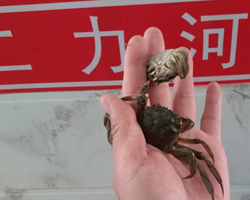 有機(jī)蟹的蟹苗選擇
