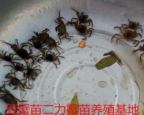 豆蟹苗圖片與價(jià)格