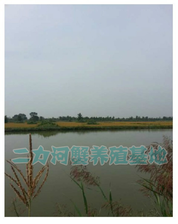 養(yǎng)魚池改造養(yǎng)螃蟹池唐設(shè)計(jì)