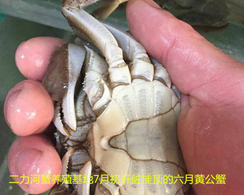 7月初馬上進(jìn)行第三次脫殼的六月黃公蟹