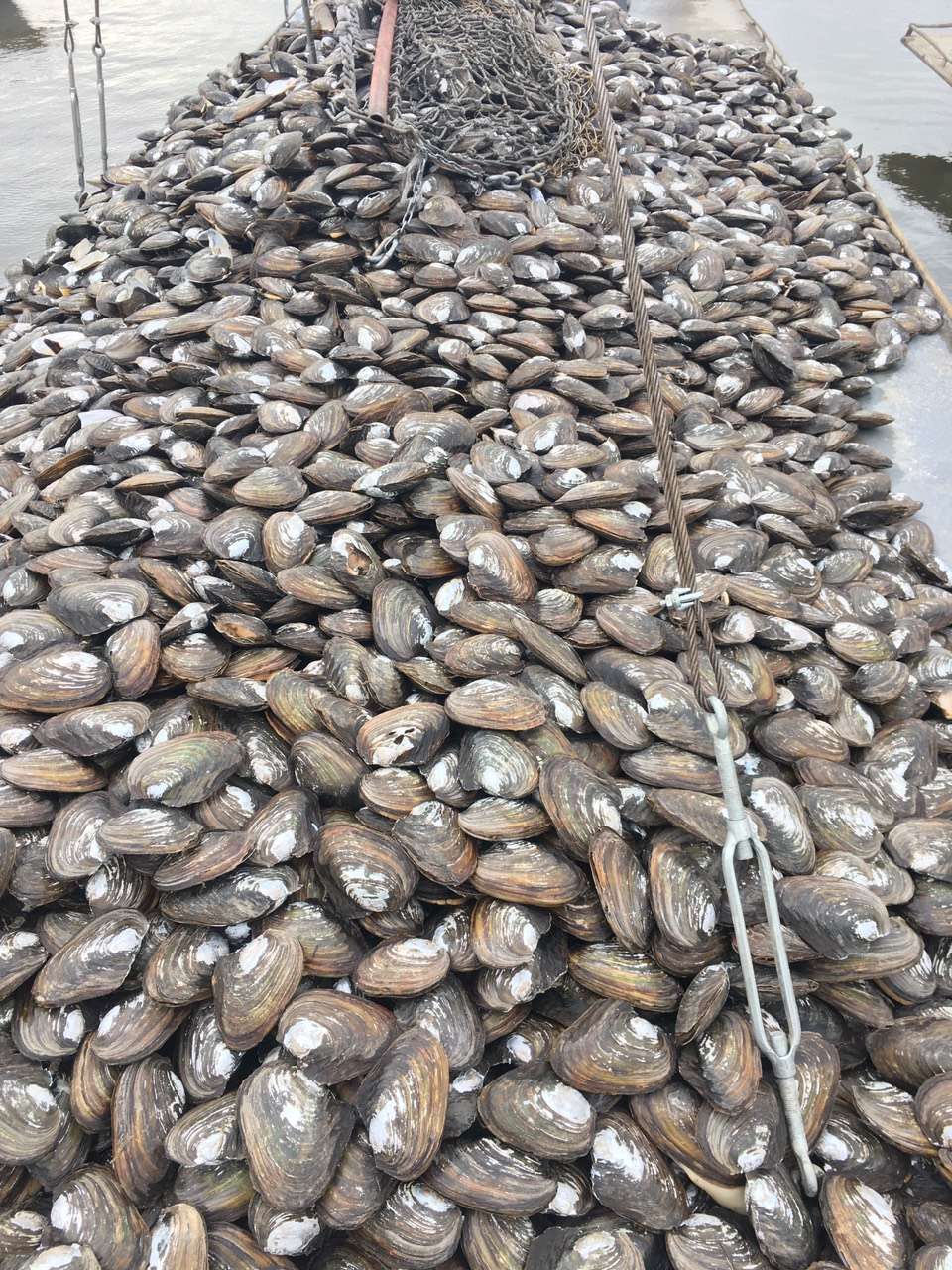 二力河蟹鮮活餌料河蚌