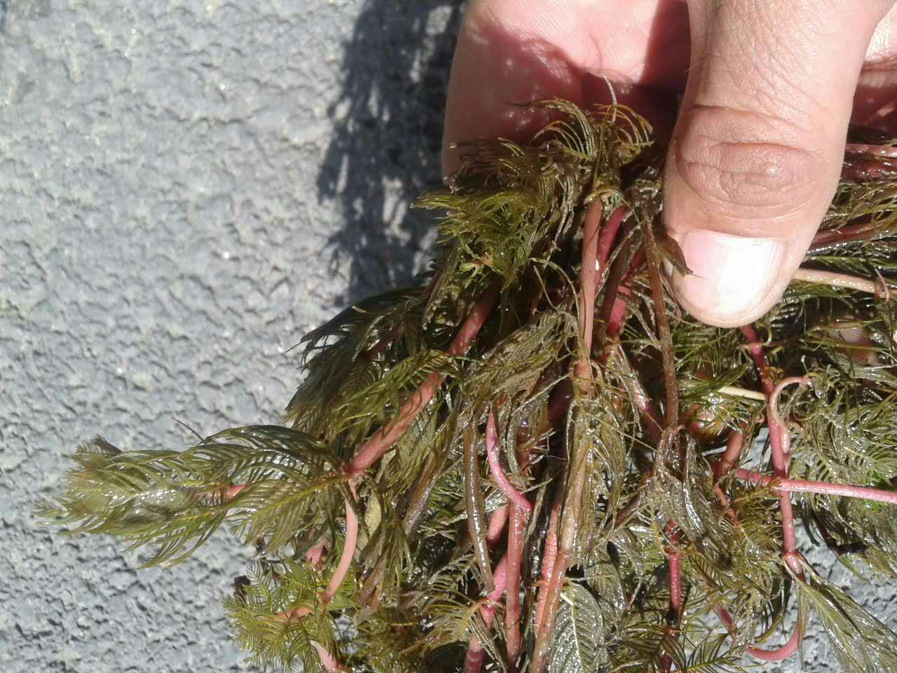 二力河蟹優(yōu)質(zhì)的餌料金魚藻