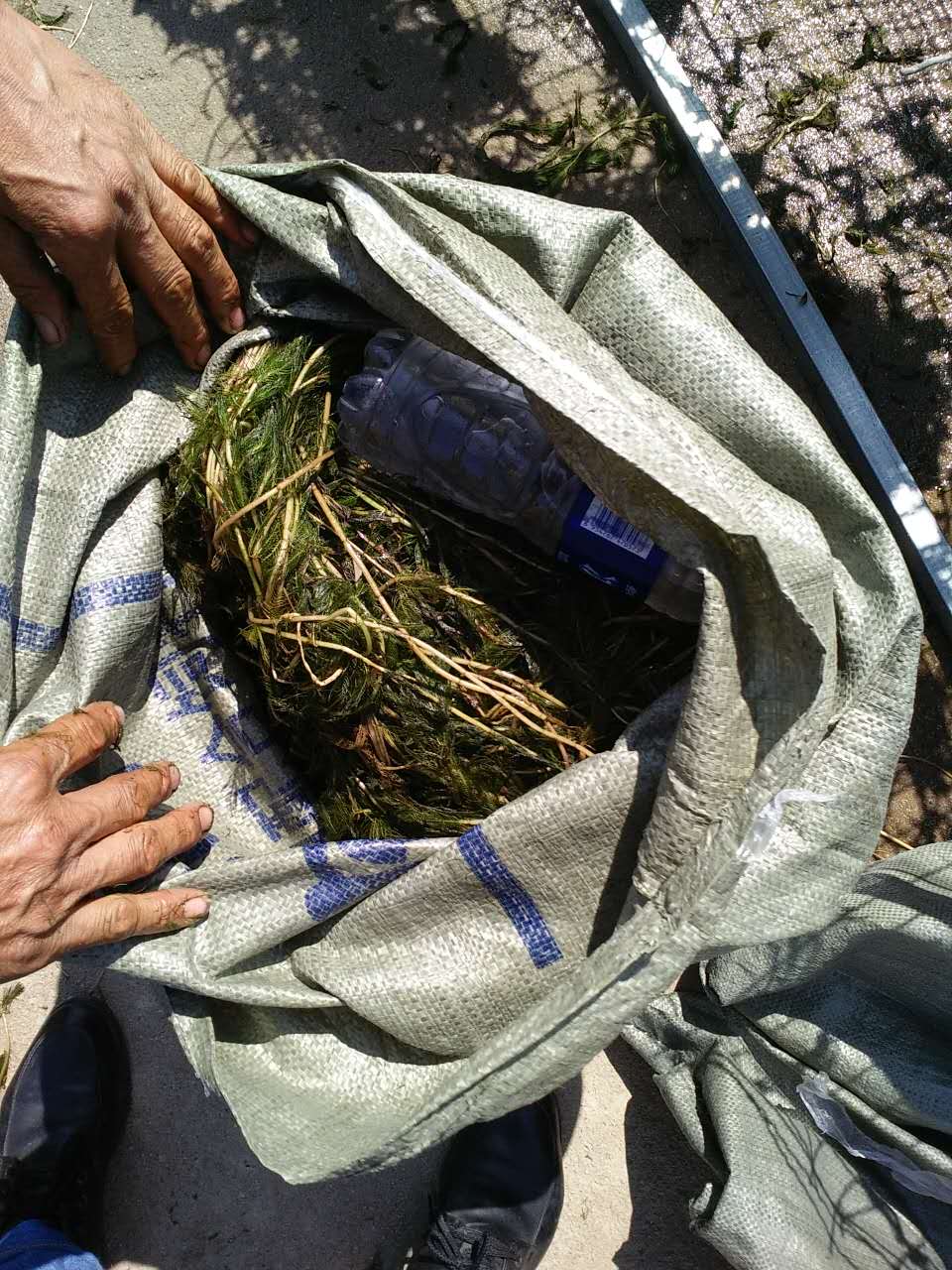 為盤錦河蟹創(chuàng)造有機生態(tài)環(huán)境--金魚藻