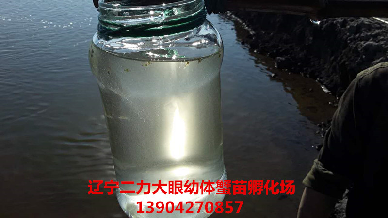 陽(yáng)光下取樣瓶里的大眼幼體