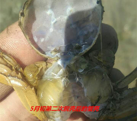 有機(jī)蟹的第5月初第二次脫殼
