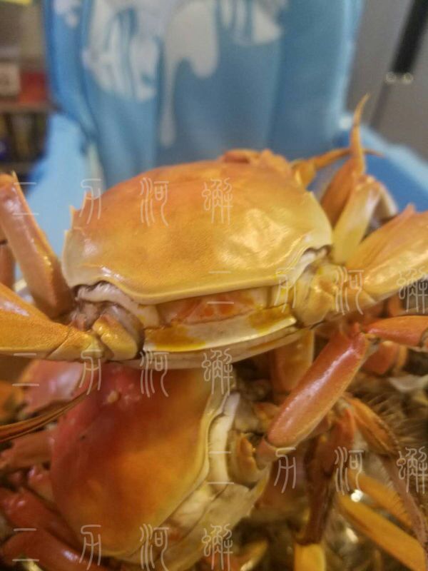 2016年初冬投放蟹苗，二力河蟹養(yǎng)殖場良好的生態(tài)環(huán)境與鮮活的田螺河蚌共同孕育優(yōu)質(zhì)的有機蟹，上市時間與品質(zhì)絕對優(yōu)于一般的盤錦河蟹。