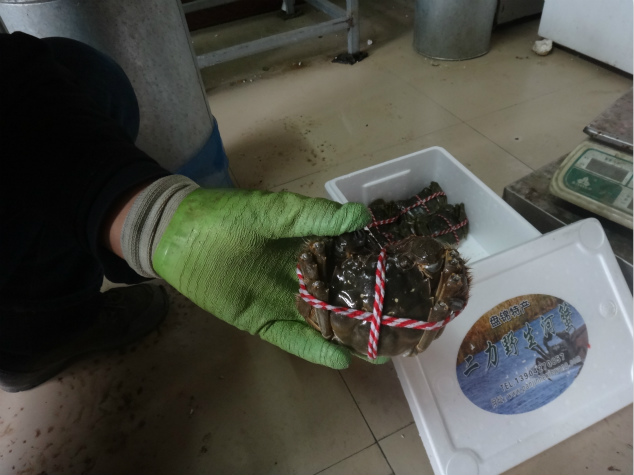 盤錦河蟹長途運輸采用保溫箱加棒冰的方法